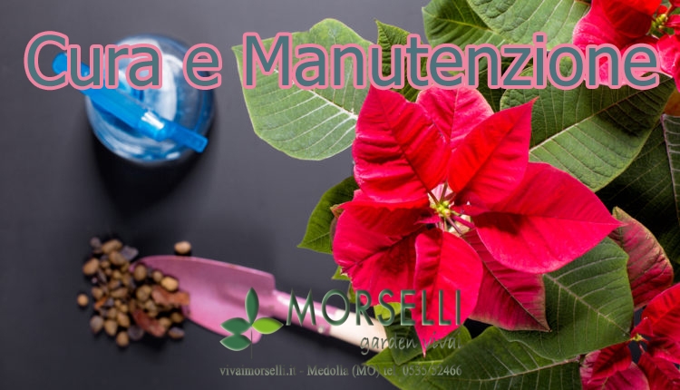 Stella Di Natale Foglie Arricciate.Vivai Morselli Giardinaggio Modena Vivaio Modena Giardiniere Serre Da Giardino Fioristi Fiorai Arredo Giardino Consegna Domicilio Allestimenti Matrimoni