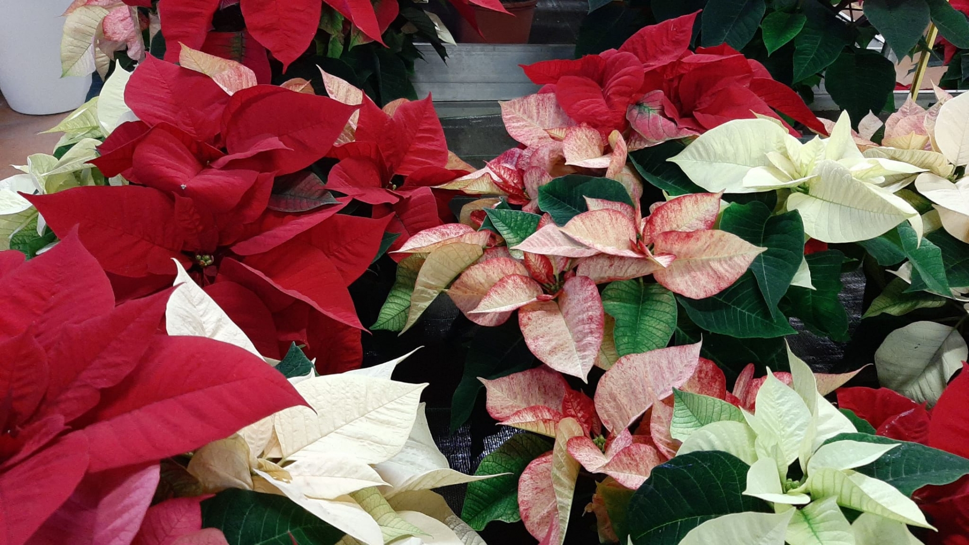 Il Racconto Della Stella Di Natale.Poinsettia Day Leggenda Cure E Manutenzione Garden Vivai Morselli Modena