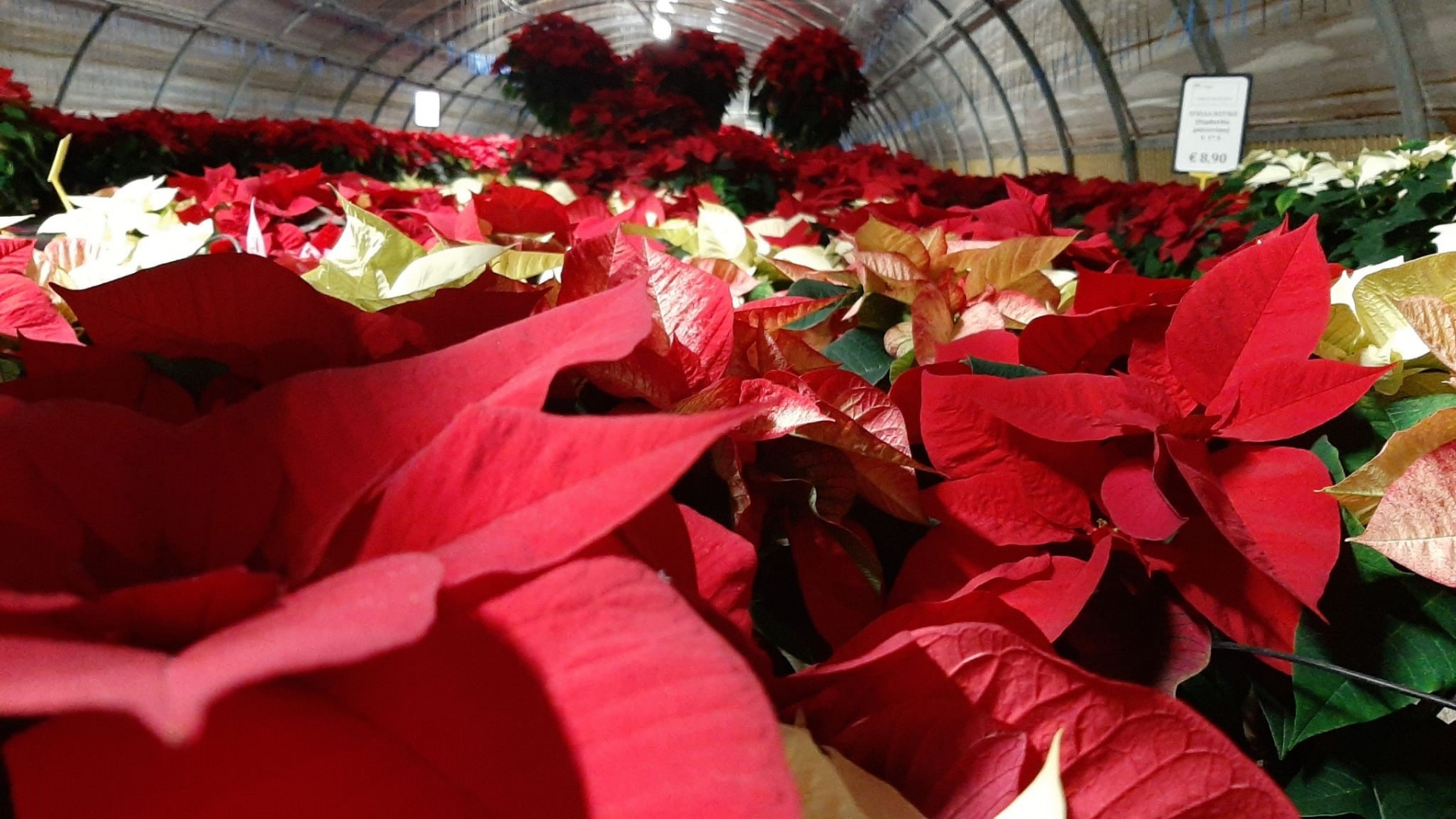 Il Racconto Della Stella Di Natale.Poinsettia Day Leggenda Cure E Manutenzione Garden Vivai Morselli Modena