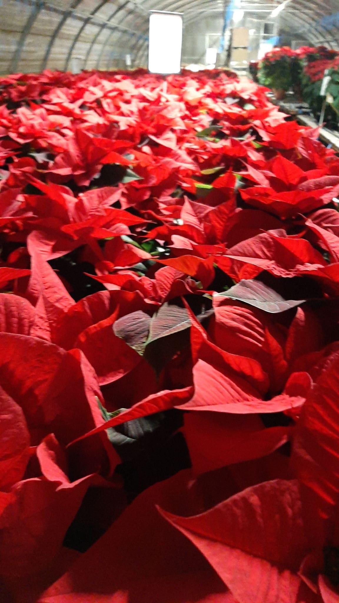 Stella Di Natale Malattie.Poinsettia Day Leggenda Cure E Manutenzione Garden Vivai Morselli Modena