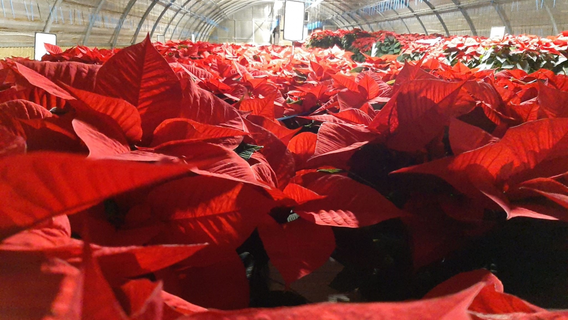 Il Racconto Della Stella Di Natale.Poinsettia Day Leggenda Cure E Manutenzione Garden Vivai Morselli Modena